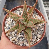 Aloe-Hybr. Christmas Carol Leo