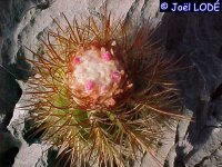 Melocactus harlowii