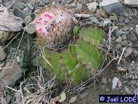 Melocactus harlowii