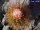 Melocactus harlowii