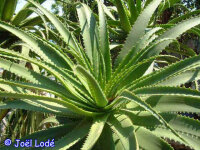 Aloe pluridens
