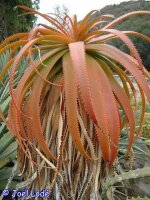Aloe pluridens