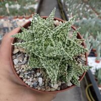 Aloe-Hybr. Christmas Carol Jassi
