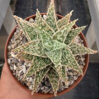 Aloe-Hybr. Christmas Carol Jassi