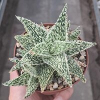 Aloe-Hybr. Christmas Carol Jassi