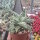 Aloe-Hybr. Christmas Carol Jassi