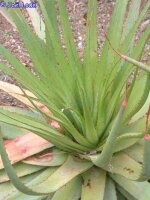 Aloe pretoriensis