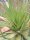 Aloe pretoriensis