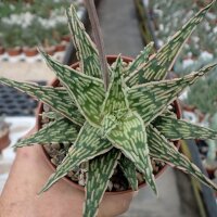 Aloe-Hybr. Christmas Carol Benji