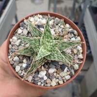 Aloe-Hybr. Christmas Carol Benji