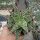 Aloe-Hybr. Christmas Carol Benji