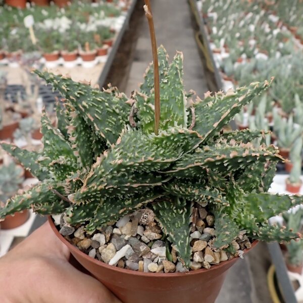 Aloe-Hybr. Christmas Carol Lago