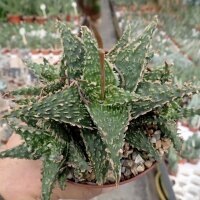 Aloe-Hybr. Christmas Carol Lago