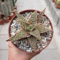 Aloe-Hybr. Christmas Carol Lago