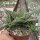 Aloe-Hybr. Christmas Carol Lago