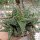 Aloe-Hybr. Christmas Carol Lago