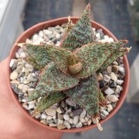 Aloe-Hybr. Christmas Carol Vesuvio