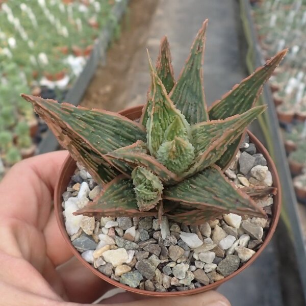 Aloe-Hybr. Christmas Carol Margin