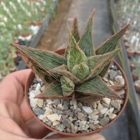 Aloe-Hybr. Christmas Carol Margin