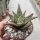 Aloe-Hybr. Christmas Carol Margin