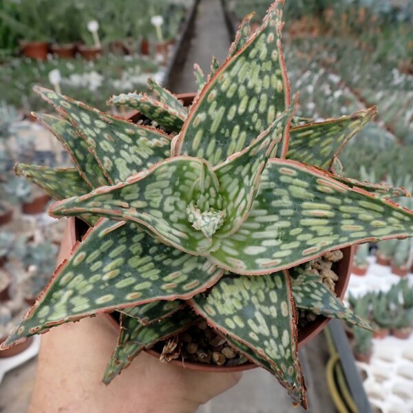 Aloe-Hybr. Christmas Carol Roger