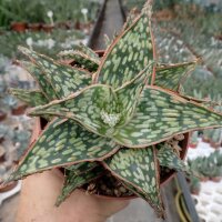 Aloe-Hybr. Christmas Carol Roger