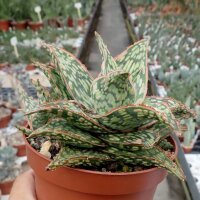 Aloe-Hybr. Christmas Carol Roger