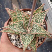 Aloe-Hybr. Christmas Carol Roger