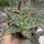Aloe-Hybr. Christmas Carol Roger