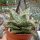 Aloe-Hybr. Christmas Carol Roger