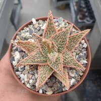 Aloe-Hybr. Christmas Carol Bubi