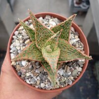 Aloe-Hybr. Christmas Carol Fabio