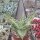 Aloe-Hybr. Christmas Carol Fabio