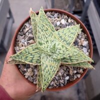 Aloe-Hybr. Christmas Carol Lars