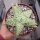 Aloe-Hybr. Christmas Carol Lars