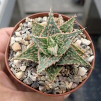 Aloe-Hybr. Christmas Carol Octavio
