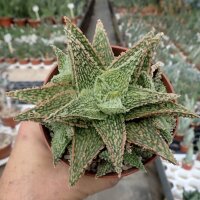 Aloe-Hybr. Christmas Carol Nadja