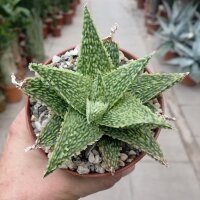 Aloe-Hybr. Christmas Carol Nadja