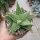 Aloe-Hybr. Christmas Carol Nadja