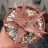 Aloe-Hybr. Christmas Carol Katja