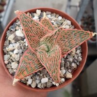 Aloe-Hybr. Christmas Carol Cleo