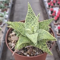 Aloe-Hybr. Christmas Carol Paul