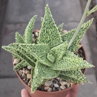 Aloe-Hybr. Christmas Carol Paul