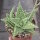 Aloe-Hybr. Christmas Carol Paul