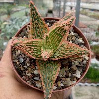 Aloe-Hybr. Christmas Carol Harlequin