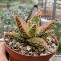 Aloe-Hybr. Christmas Carol Harlequin