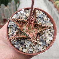 Aloe-Hybr. Christmas Carol Harlequin