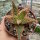 Aloe-Hybr. Christmas Carol Harlequin