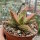 Aloe-Hybr. Christmas Carol Harlequin