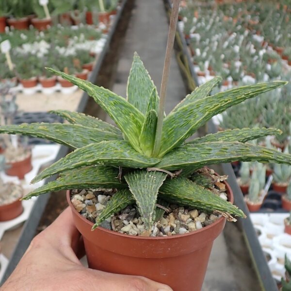 Aloe-Hybr. Christmas Carol Mabel
